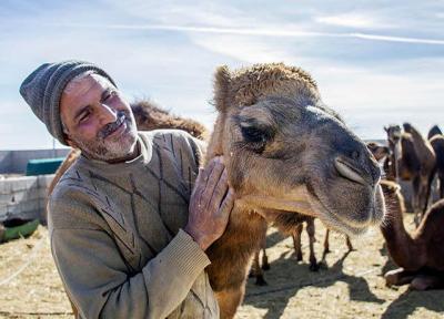 ادعاهای درمانی عجیب برای مقابله با کرونا ، از ادرار شتر در ایران تا خون شتر در بلژیک!