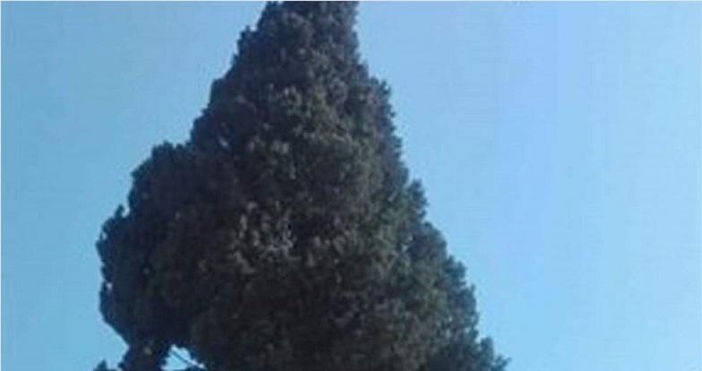 درخت افسانه ای ثبت ملی می شود