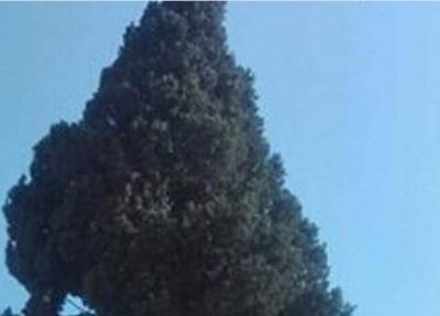 درخت افسانه ای ثبت ملی می شود