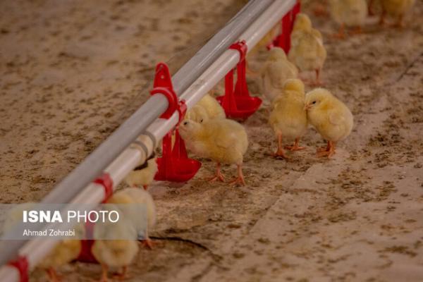 جوجه 8000 تومانی بازارگرمی است، صفر تا صد تولید مرغ رصد می شود