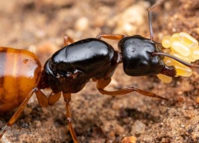 چرا عمر ملکه مورچه 500 درصد بیشتر از مورچه کارگر است؟
