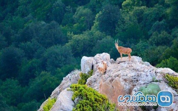 بازدید از موزه طبیعی یک پیشنهاد مجذوب کننده برای گردشگران در سفر به گلستان است